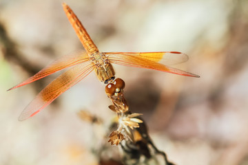 Dragonfly sits on a grass on a meadow.