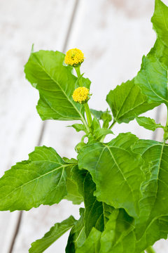 Jambu, Parakresse (Acmella oleracea), Gew&uuml;rz, Heilkraut,
