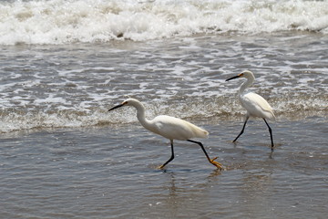 Kanadareiher am Strand