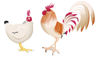 Une poule et un coq qui discute