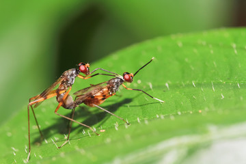 Mating shots of insects