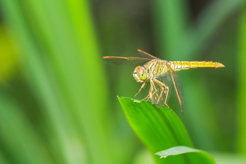 Dragonfly sits on a grass on a meadow.