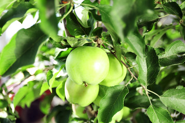 Green apple on branch, close-up