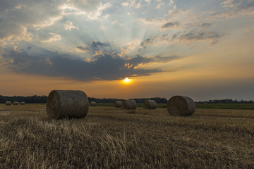 Snopy siana w blasku wschodzącego słońca © SylaK
