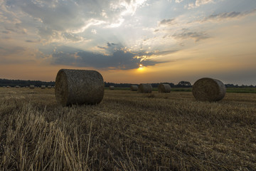 Snopy siana w blasku wschodzącego słońca © SylaK