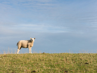 Portrait of sheep on polder dike in Netherlands