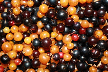 White or yellow, red, black currant 18524