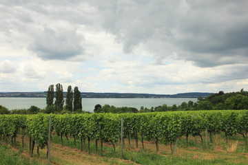 Obraz premium Weinberg am Bodensee bei Birnau