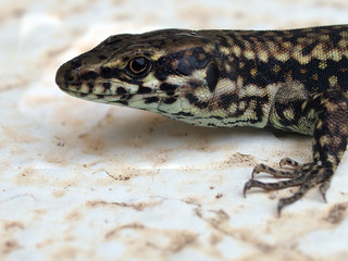Podarcis muralis, the common wall lizard, take a sunbath on marble background.