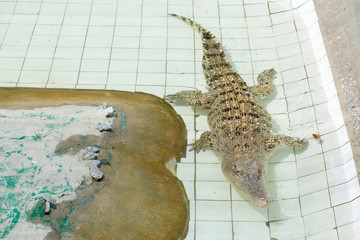 Fototapeta na wymiar Crocodile