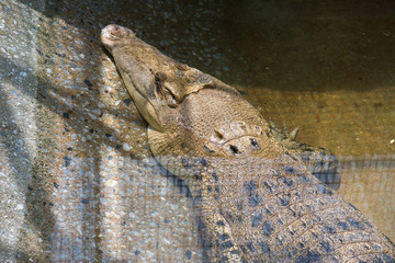 Crocodile