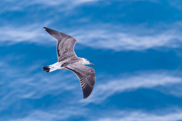 Seagull on blue background at the ocean