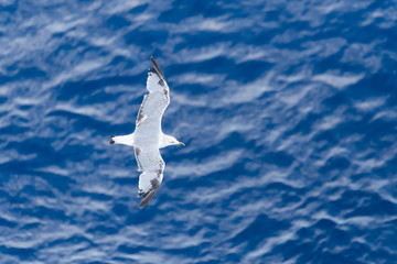 Seagull on blue background at the ocean