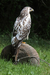 Heller Mäusebussard