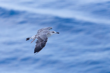 Seagull on blue background at the ocean