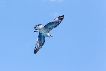 Seagull on blue background at the ocean