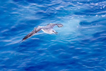 Seagull on blue background at the ocean