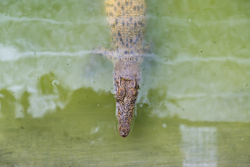 Crocodile