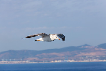 Fototapeta na wymiar Seagull on blue background at the ocean