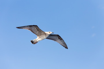 Seagull on blue background at the ocean