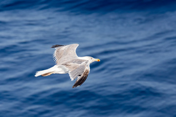 Seagull on blue background at the ocean