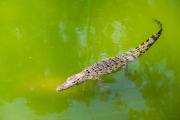 Vlies Fototapete Krokodil Krokodil