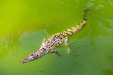 Crocodile