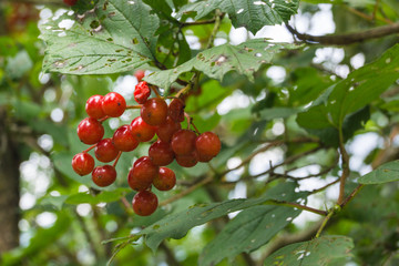Gewöhnlicher Schneeball