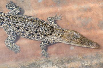 Crocodile