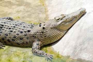 Crocodile