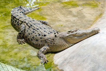 Crocodile