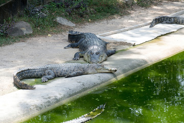 Crocodile