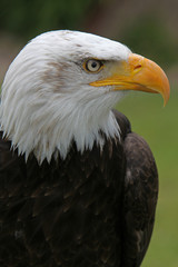 Weisskopfseeadler