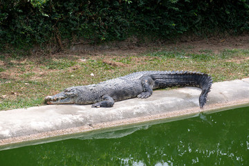 Crocodile