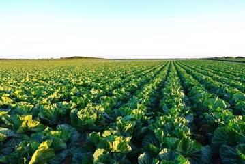 広大なキャベツ畑