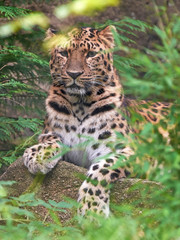 Naklejka na ściany i meble Amur leopard (Panthera pardus orientalis)