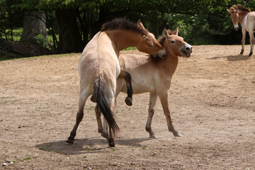 Obraz na płótnie Canvas Przewalski-Pferde