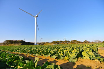 広大なキャベツ畑と風力発電の風車
