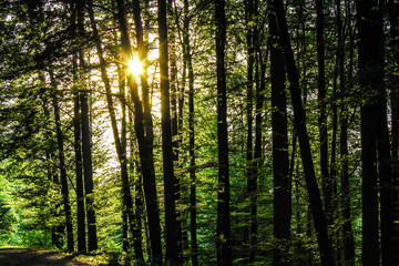 Fototapeta premium Sonne strahlt durch Laubwald
