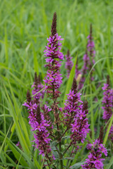 Gewöhnlicher Blutweiderich