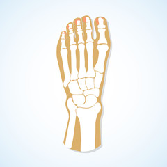 Flat design of  foot and  skeleton. 