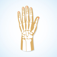 Flat design of hand and skeleton. 