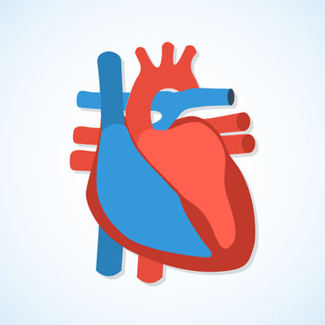 Flat design icons of human heart. 