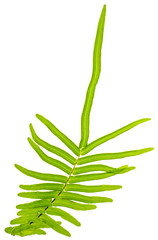  feuille de fougère sur fond blanc