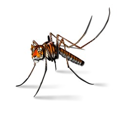 zanzara tigre - obrazy, fototapety, plakaty