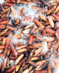 Moldy rice, Fungi on rice in pot, uneatable it's dangerous