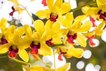 Obraz na płótnie Canvas Close-up Yellow Orchids on nature background