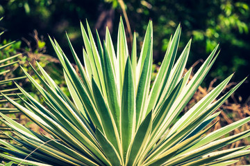 Fototapeta premium Agave by the sea in Thailand