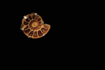 shell,brooch