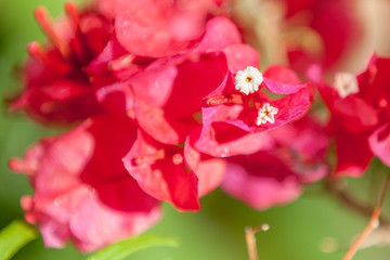 Naklejka na ściany i meble fleurs rouges de bougainvillée 